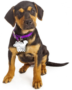 dogs-first-lisaravinteet